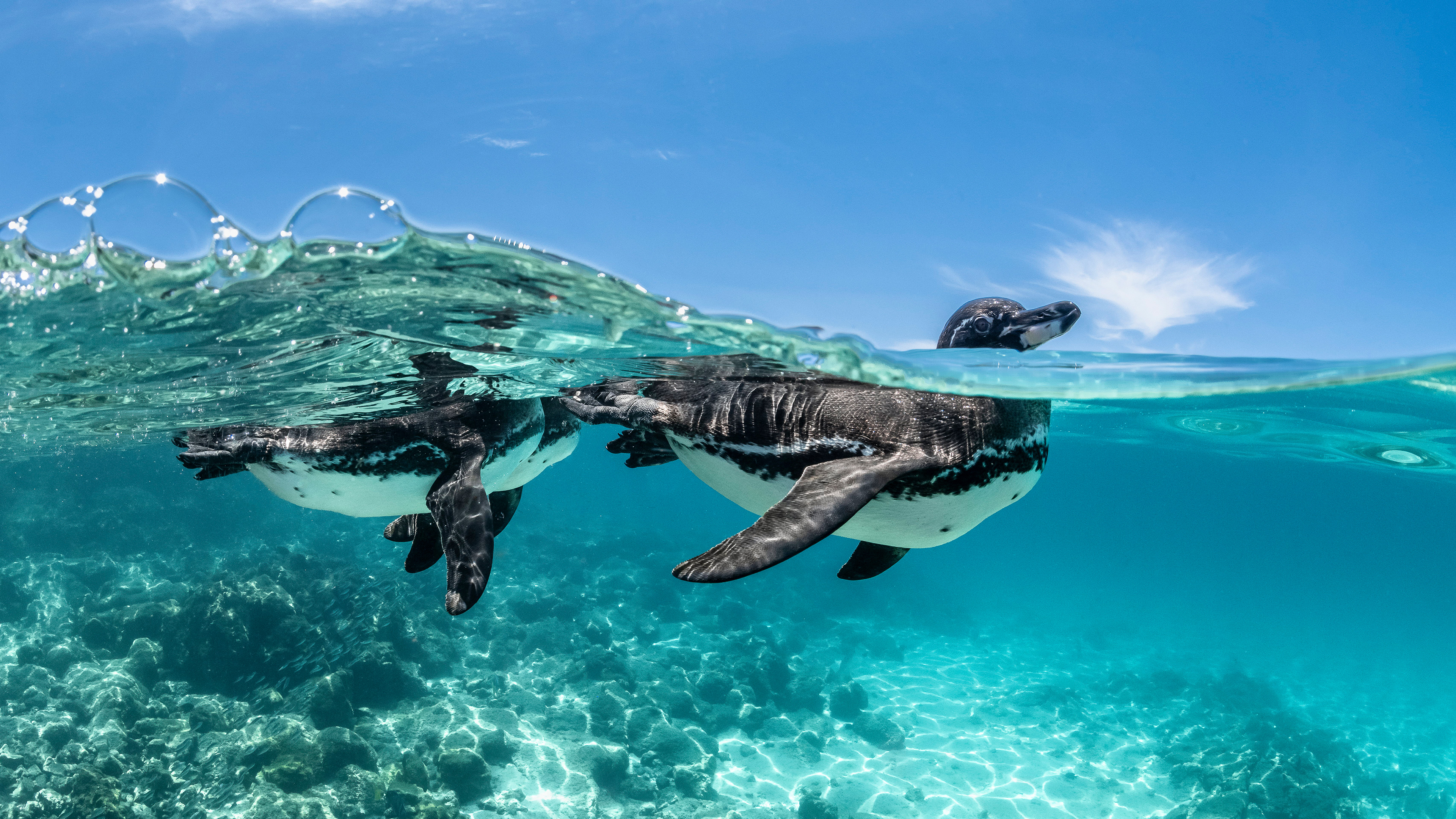 加拉帕戈斯企鹅游泳, 加拉帕戈斯群岛, 厄瓜多尔 (© Henley Spiers/Nature Picture Library) 加拉帕戈斯企鹅游泳, 加拉帕戈斯群岛, 厄瓜多尔 (© Henley Spiers/Nature Picture Library)
