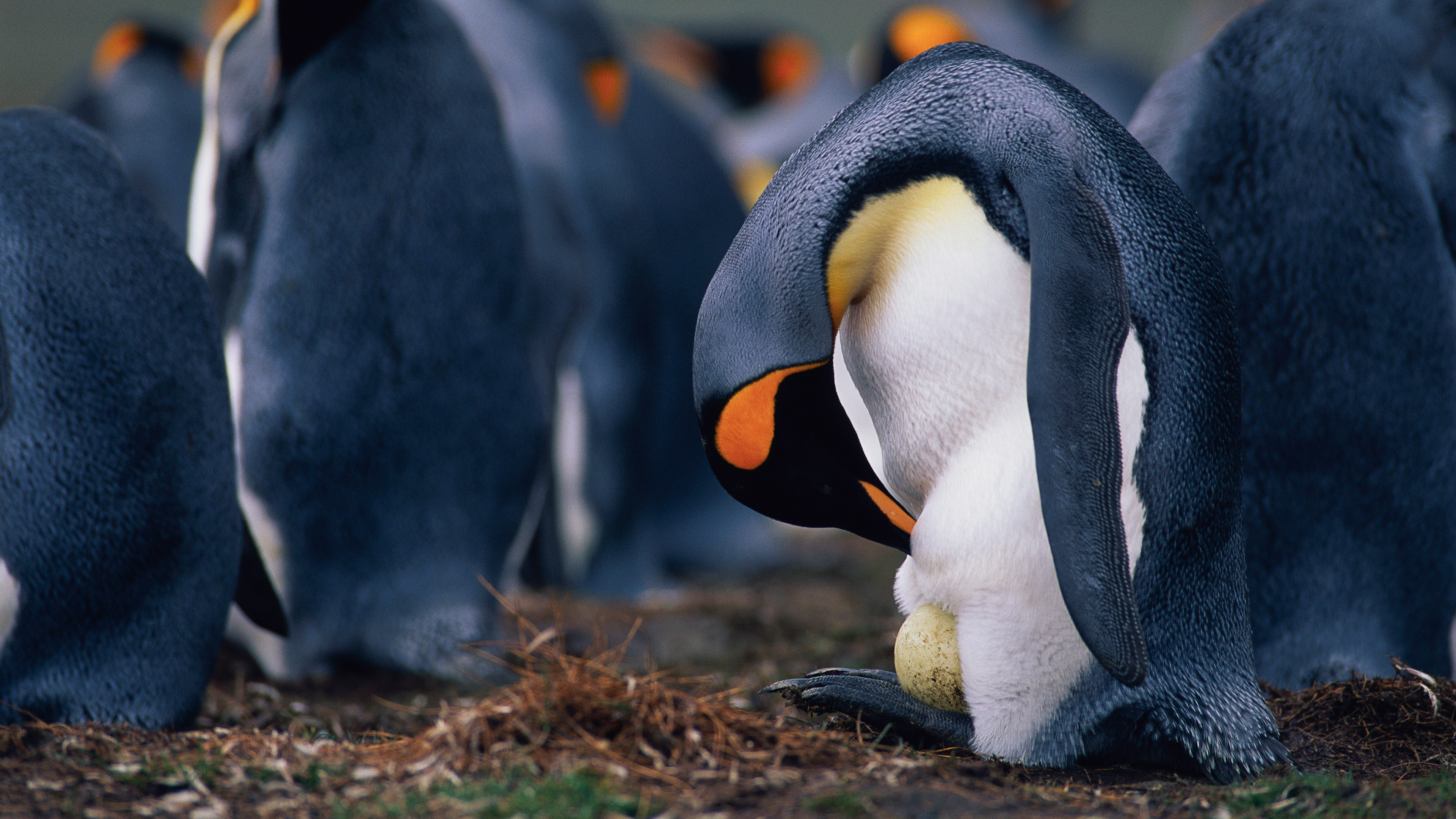 企鹅爸爸正在检查蛋的情况 (© McDonald Wildlife Photography Inc./Getty Images)