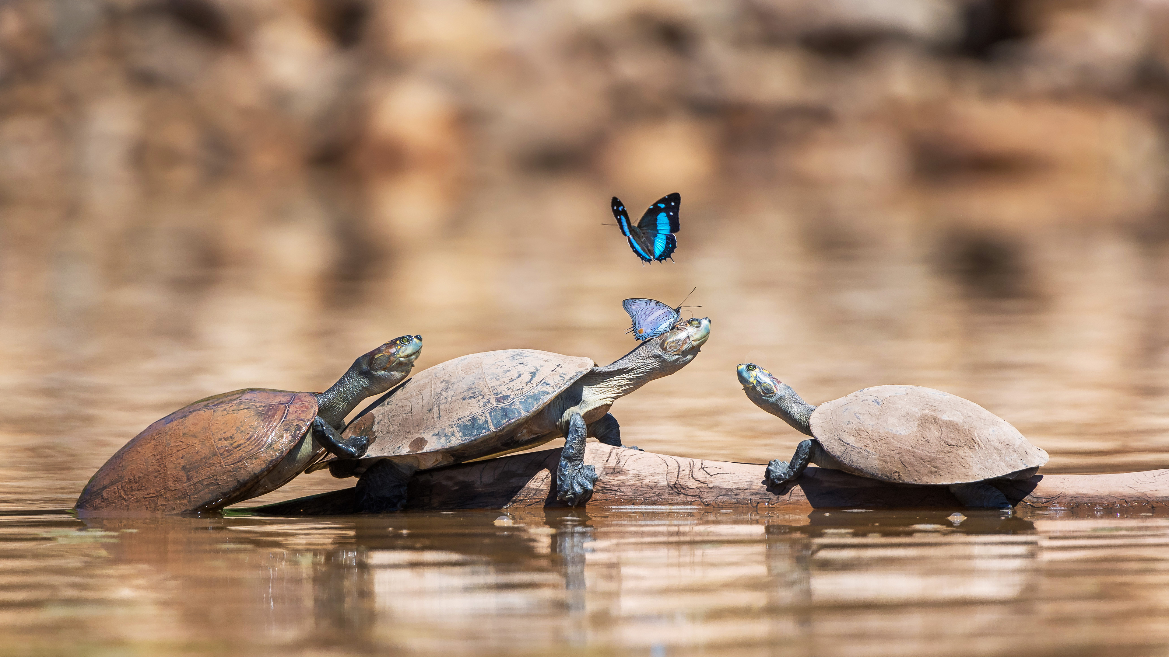 OHR.ThreeTurtlesButterflies_ZH-CN7043849571_UHD.jpg
