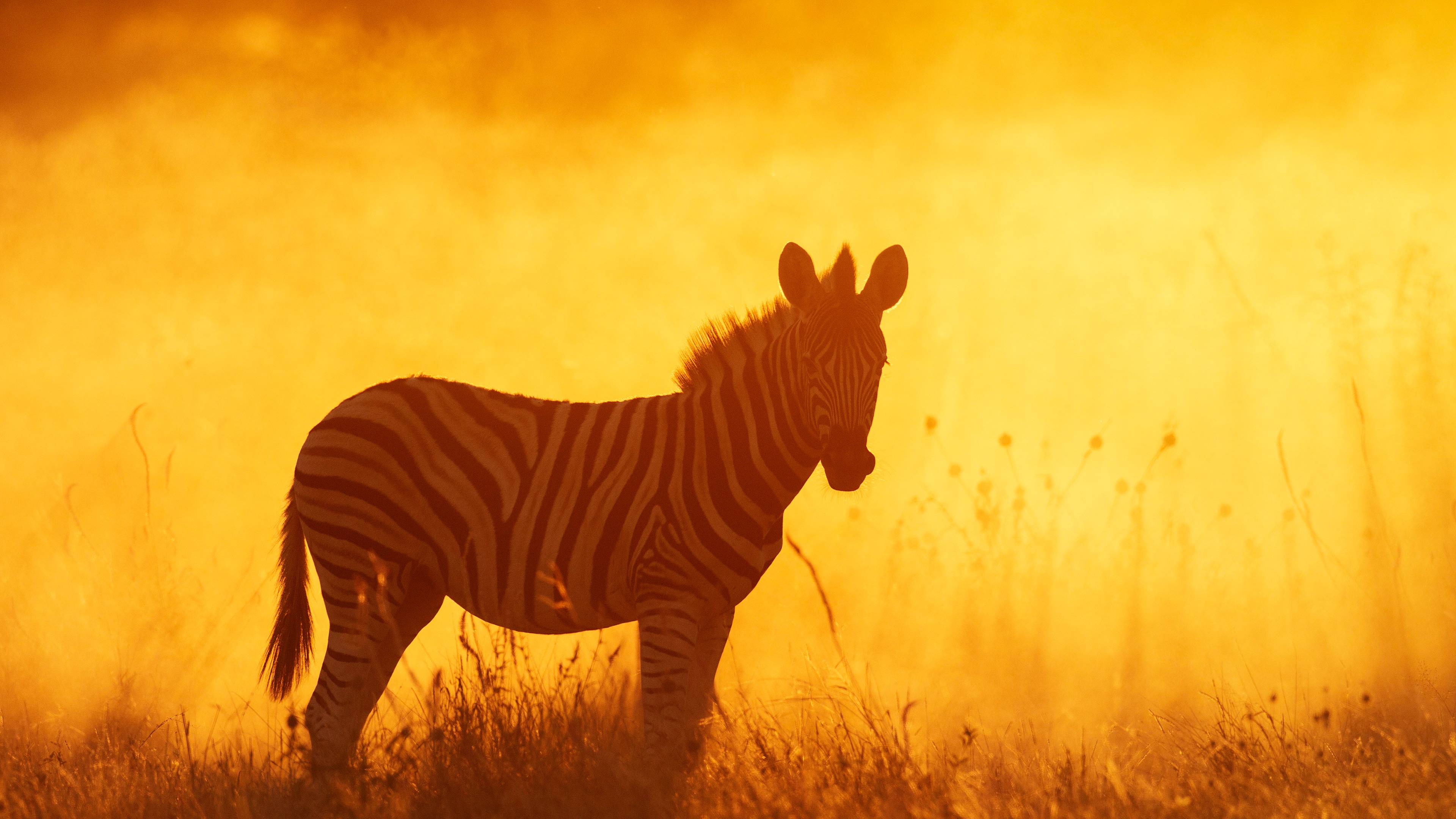 平原斑马幼崽，埃托沙国家公园，纳米比亚 (© Sharon Heald/Nature Picture Library)