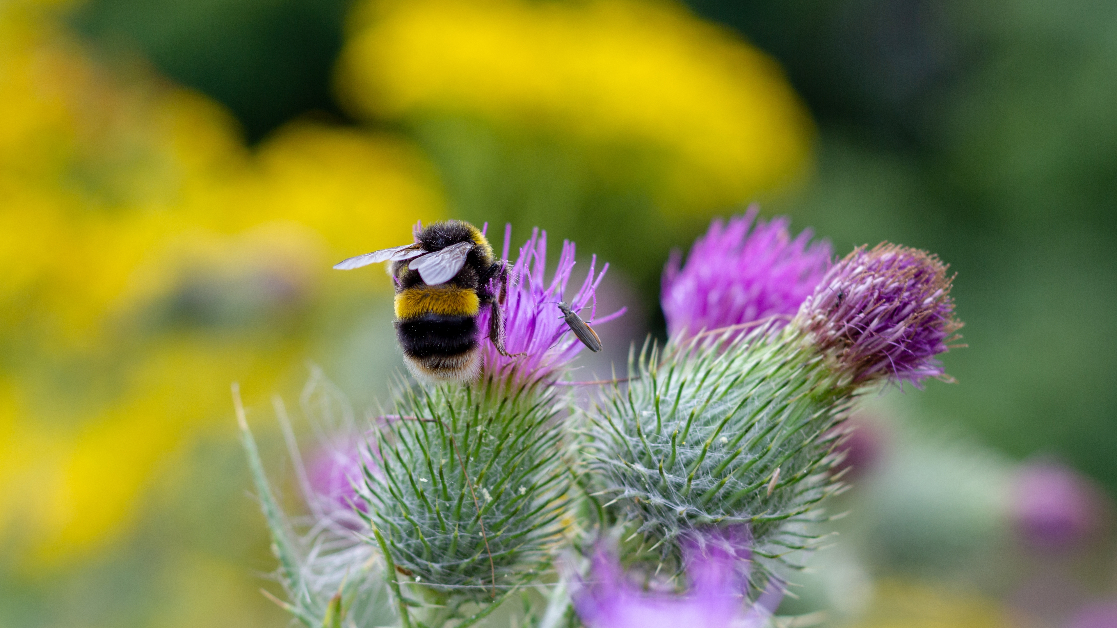熊蜂在授粉, 伍斯特, 英格兰 (© SimonEastwood87/Shutterstock) 熊蜂在授粉, 伍斯特, 英格兰 (© SimonEastwood87/Shutterstock)