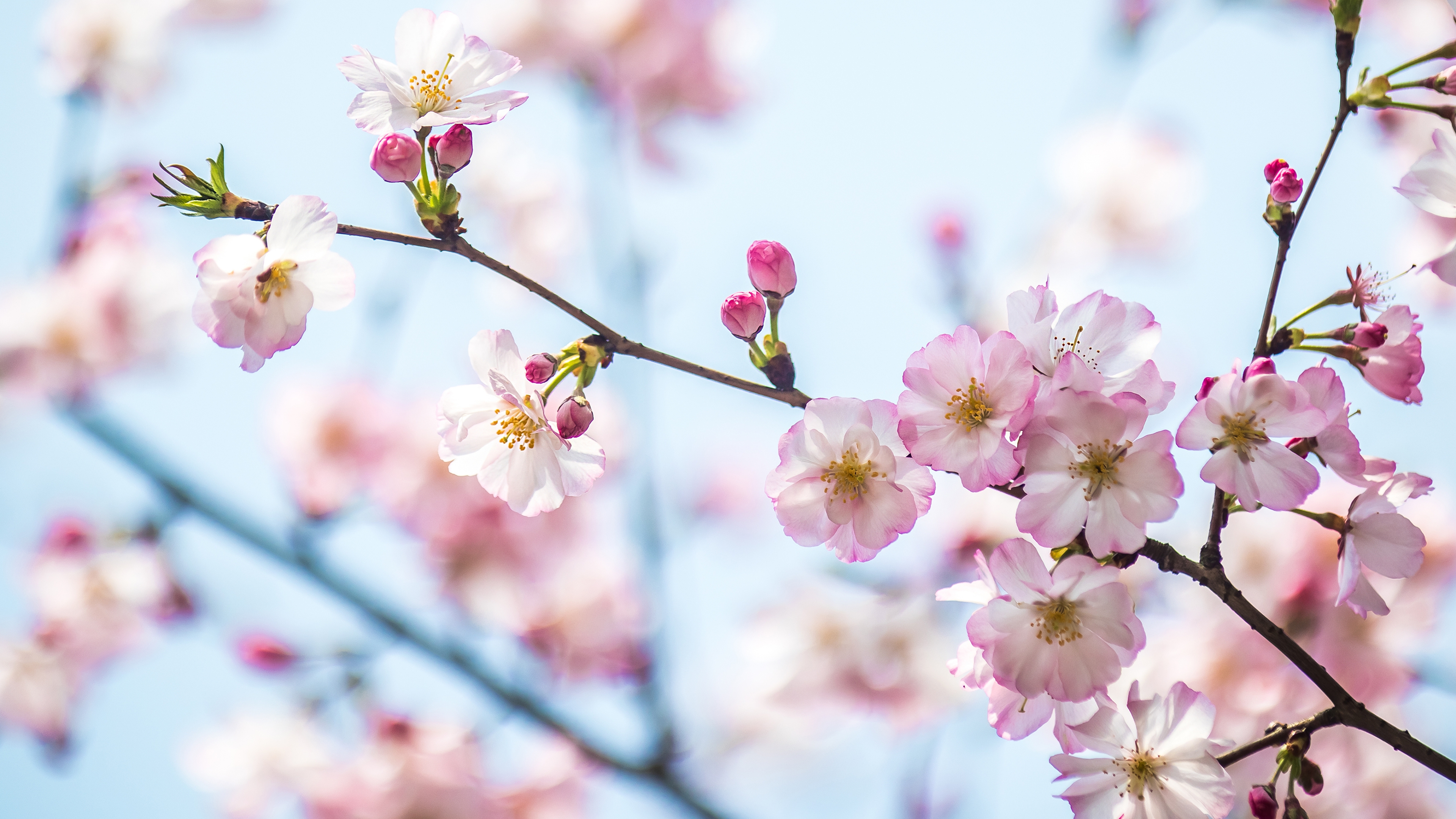 春日樱花，上海，中国 (© junyyeung/Getty Images)