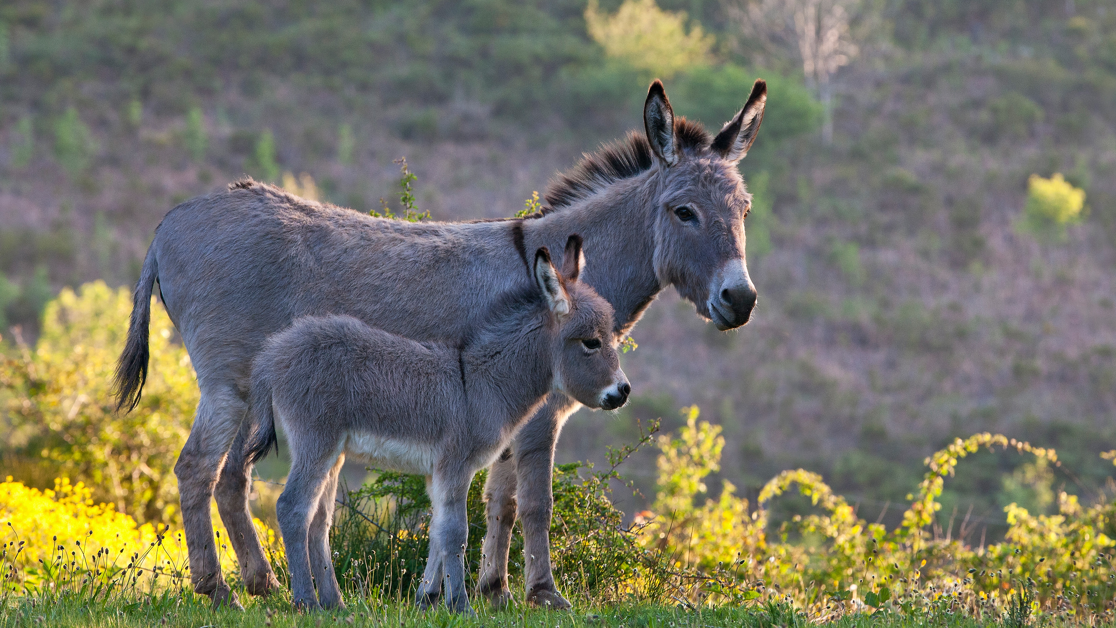 撒丁岛母驴和幼崽, 法国 (© Klein & Hubert/Nature Picture Library) 撒丁岛母驴和幼崽, 法国 (© Klein & Hubert/Nature Picture Library)