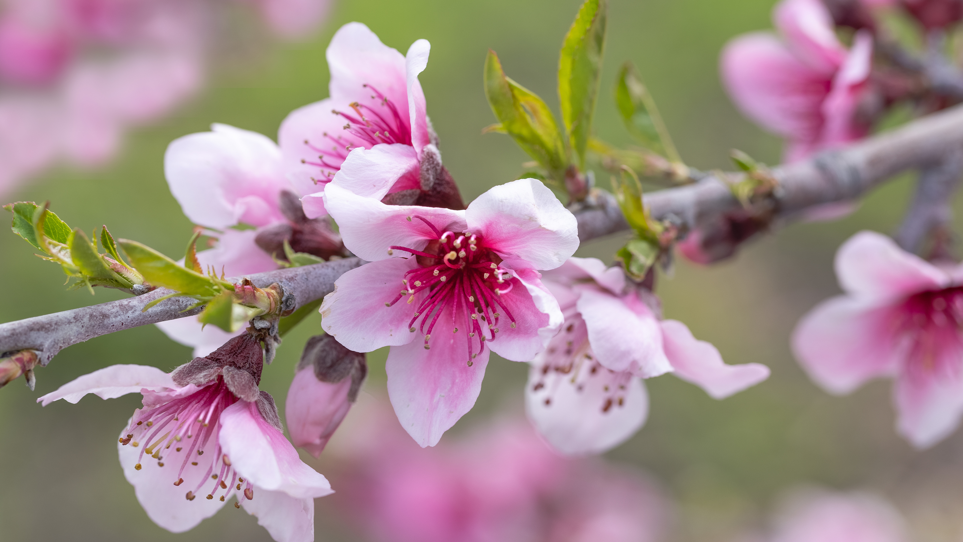 粉红色的苹果花, 阿维拉海滩, 加利福尼亚州, 美国 (© Mimi Ditchie Photography/Getty Images) 粉红色的苹果花, 阿维拉海滩, 加利福尼亚州, 美国 (© Mimi Ditchie Photography/Getty Images)