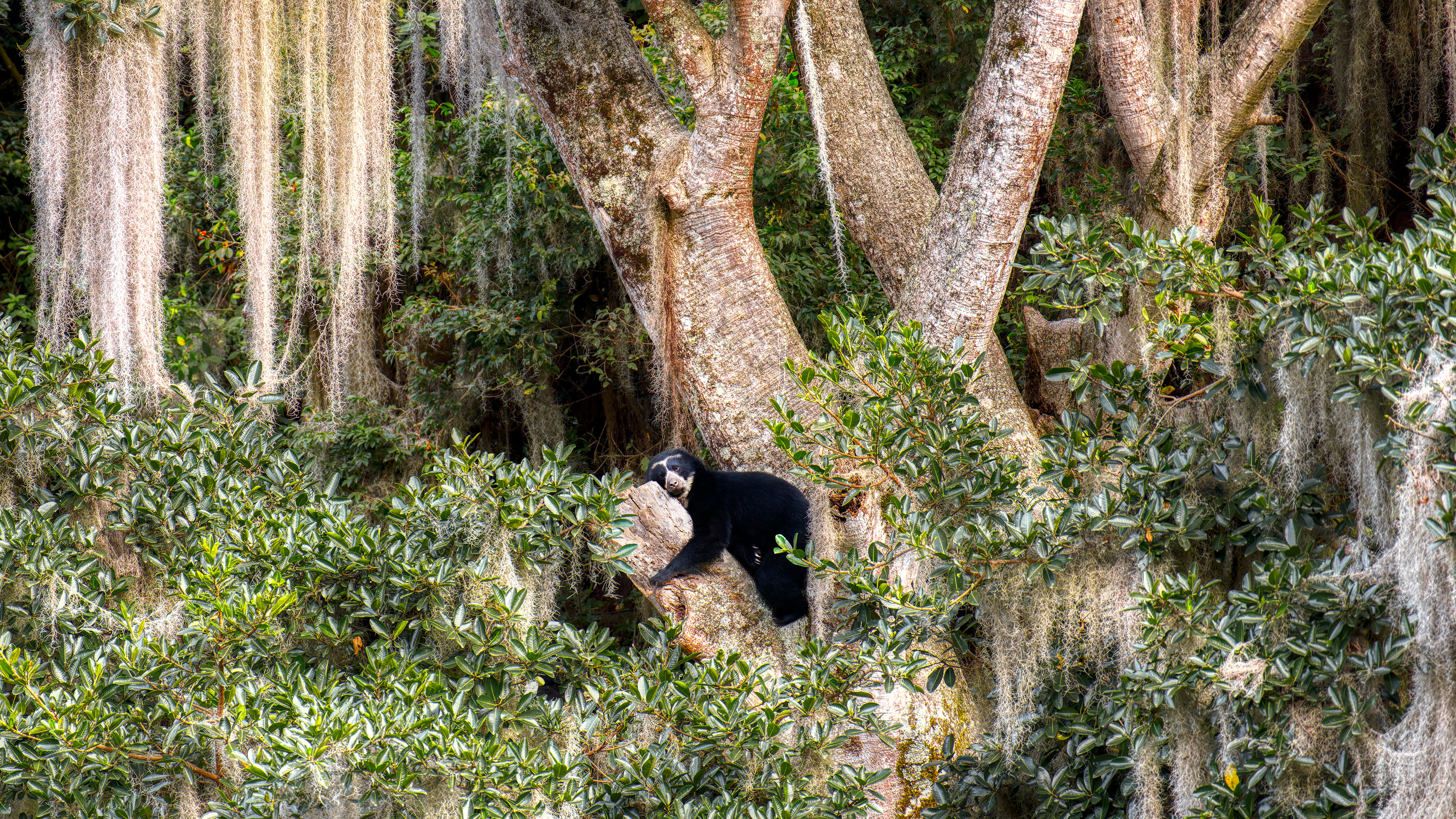 眼镜熊在树上休息, 厄瓜多尔 (© Andy Rouse/Nature Picture Library) 眼镜熊在树上休息, 厄瓜多尔 (© Andy Rouse/Nature Picture Library)