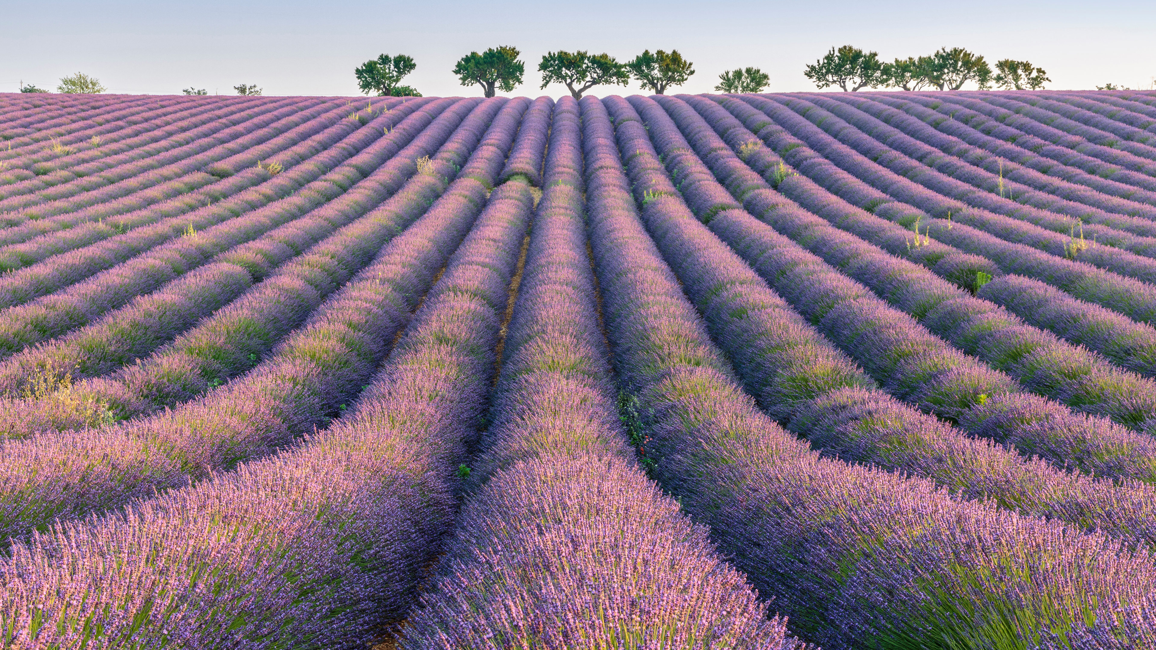 瓦朗索勒高原的薰衣草行,普罗旺斯,法国 (© Robert Harding/Shutterstock) 瓦朗索勒高原的薰衣草行,普罗旺斯,法国 (© Robert Harding/Shutterstock)