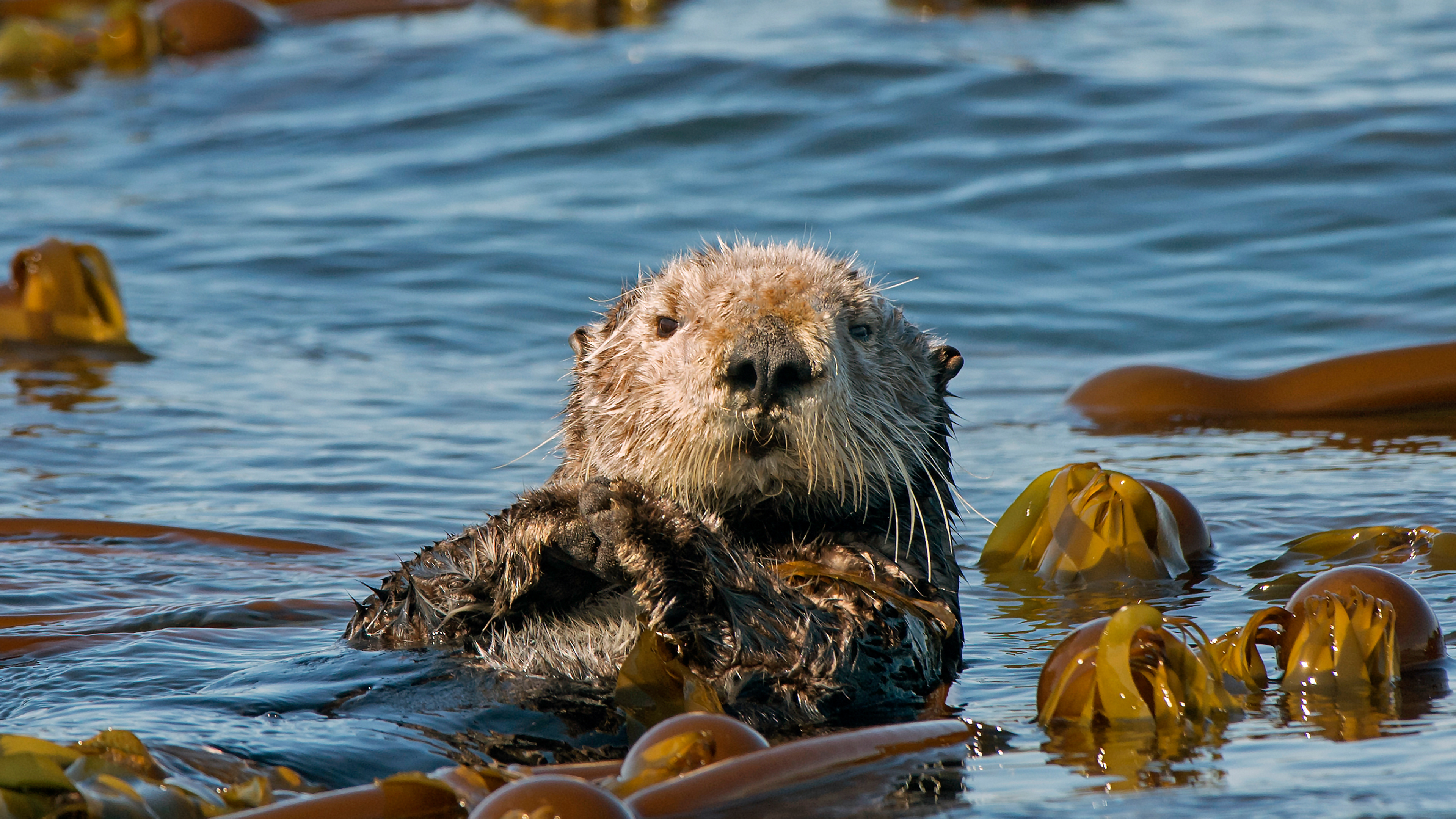 海獭,霍默卡奇马克湾,阿拉斯加州,美国 (© roclwyr/Getty Images) 海獭,霍默卡奇马克湾,阿拉斯加州,美国 (© roclwyr/Getty Images)