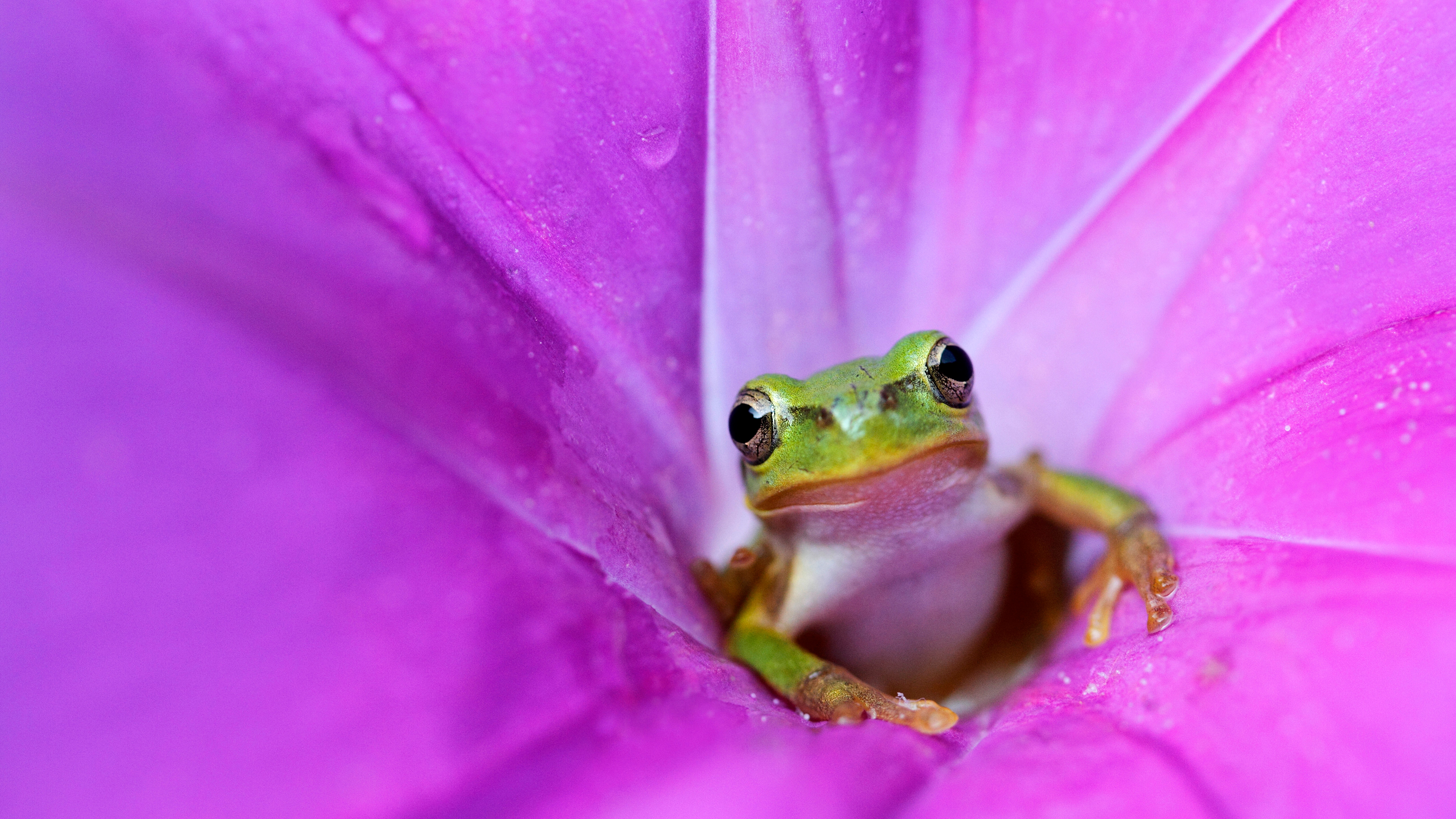 粉色牵牛花里的日本树蛙 (© Tetsuya Tanooka/Getty Images)