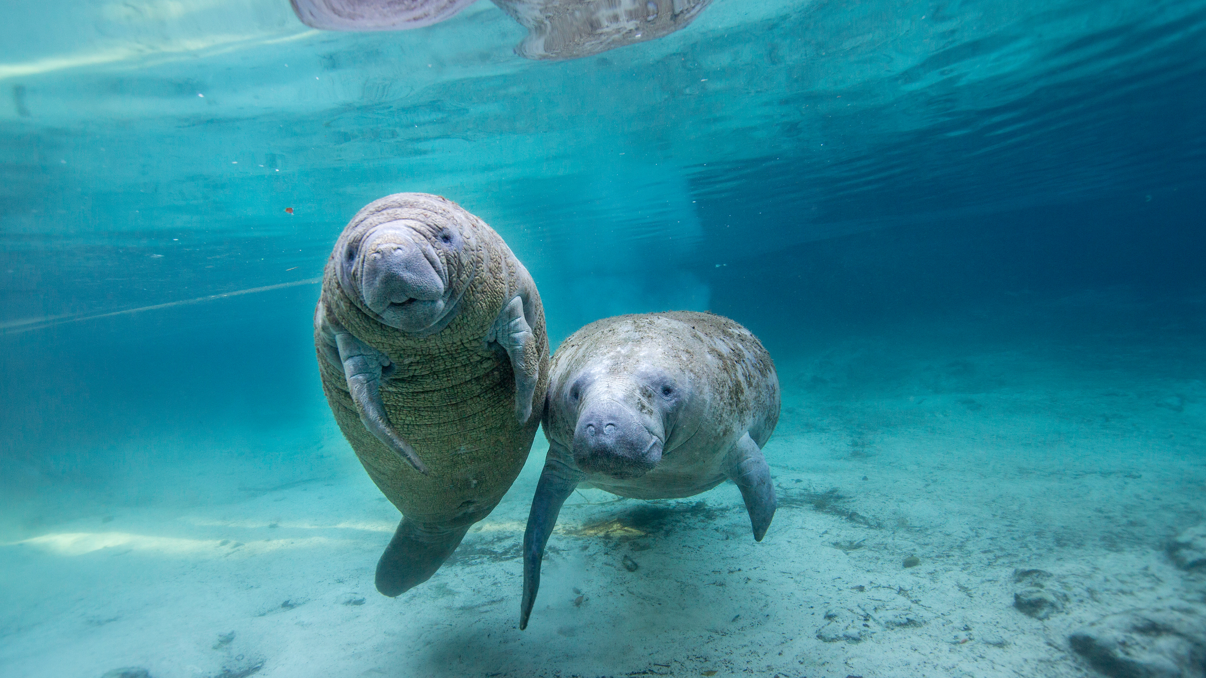 淡水泉中的幼年海牛，水晶河，佛罗里达州，美国 (© Gregory Sweeney/Getty Images)