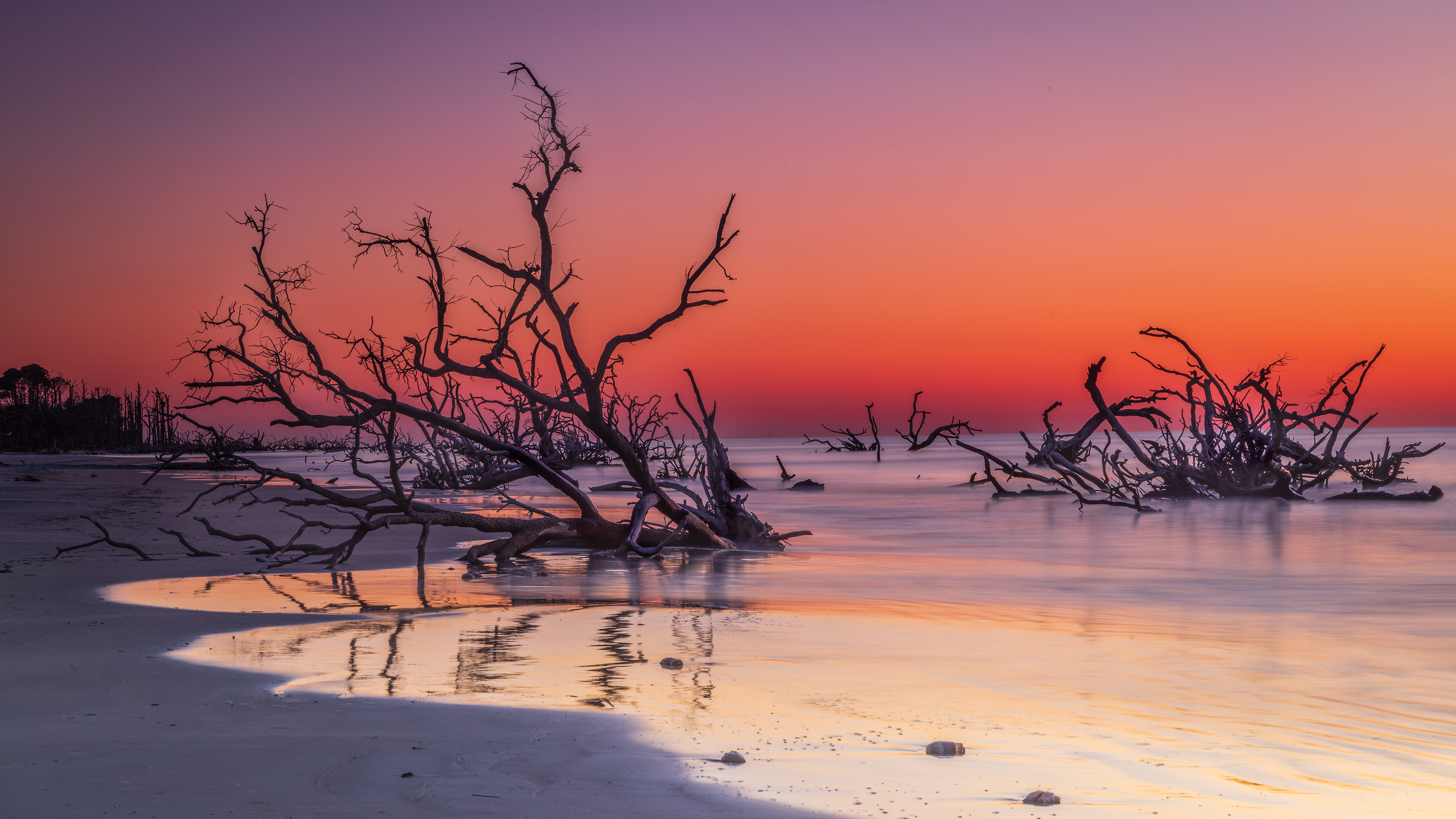 博尼亚德海滩上的漂流木, 亨廷岛, 南卡罗来纳州, 美国 (© Frances/Adobe Stock) 博尼亚德海滩上的漂流木, 亨廷岛, 南卡罗来纳州, 美国 (© Frances/Adobe Stock)