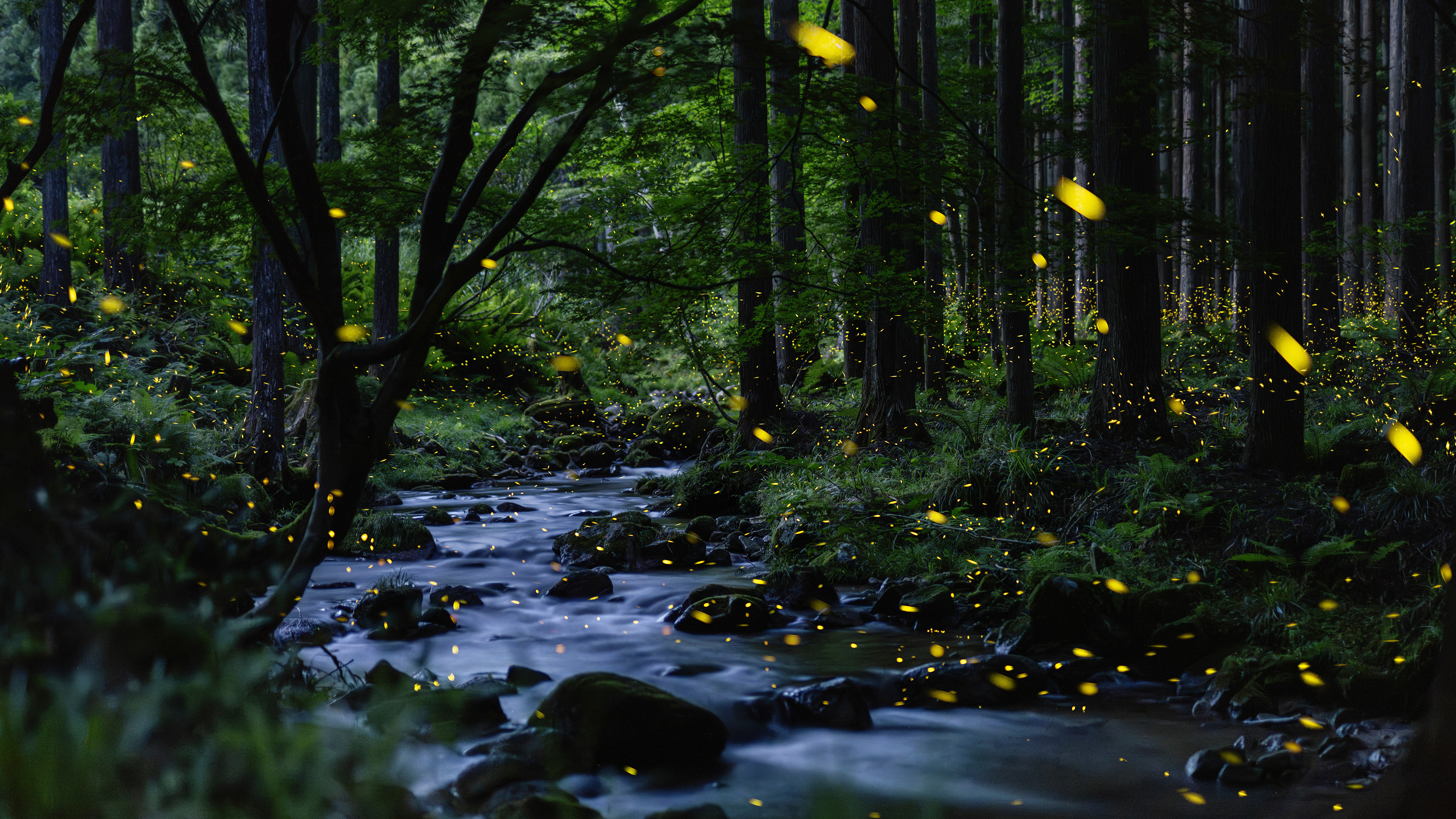 小溪上方的萤火虫,冈山县,日本 (© tdub303/Getty Images) 小溪上方的萤火虫,冈山县,日本 (© tdub303/Getty Images)
