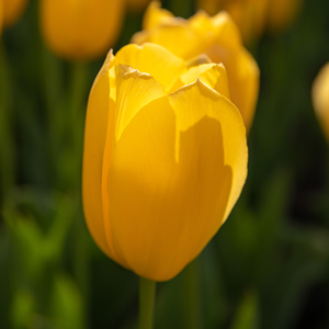 Tulip